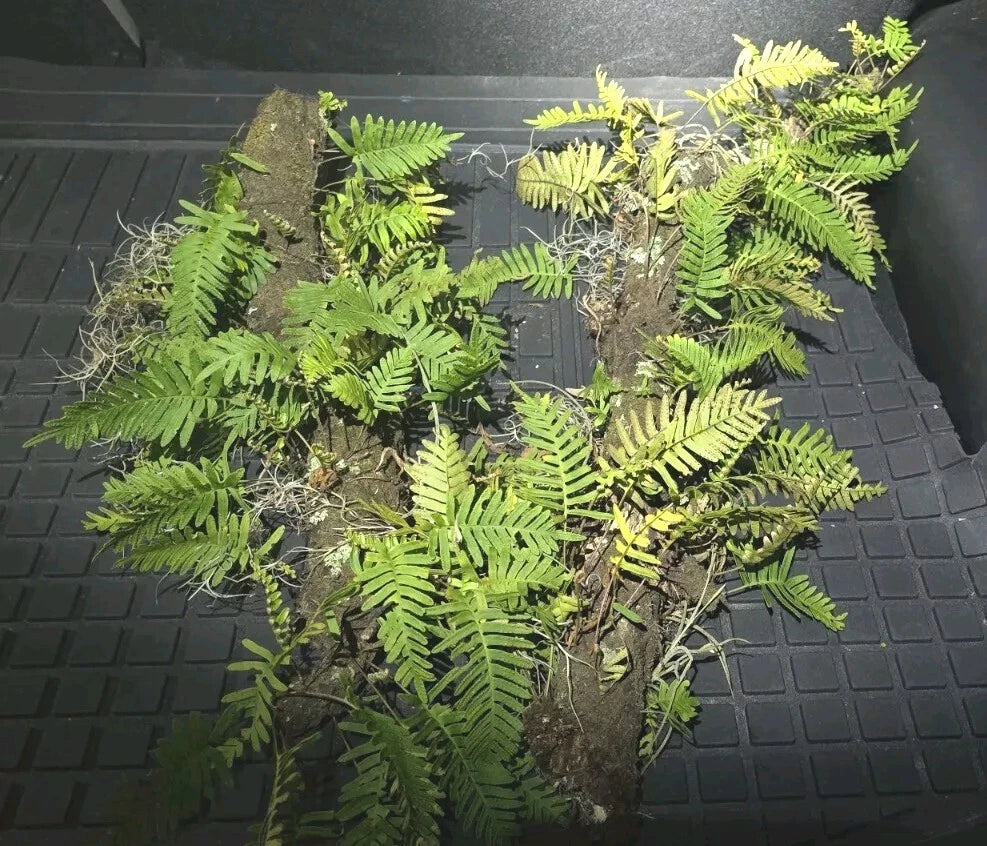 resurrection plant terrarium Resurrection Fern Live Plant Terrarium 12