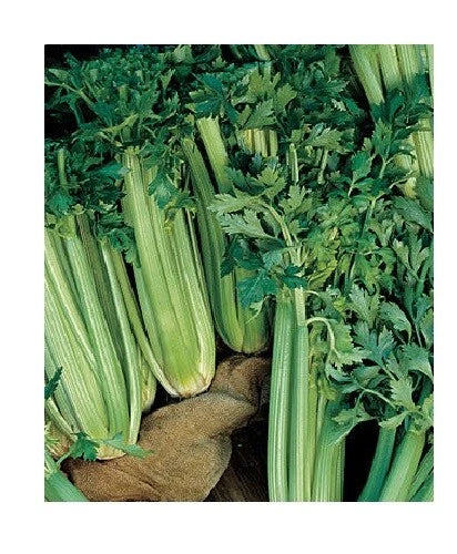Celery Seeds - 300 Count - Tall Utah 52-70 Improved Heirloom, Crispy, Cold Hardy, Organic Garden Seeds
