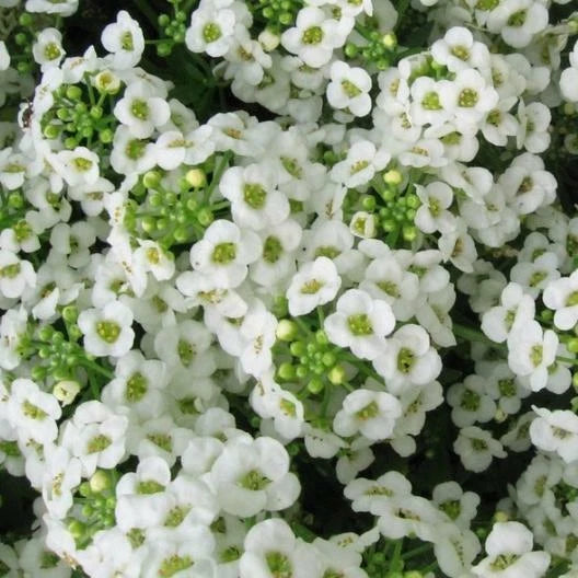 Sweet Alyssum Seeds, Carpet of Snow, White Heirloom, Non-GMO, 1000 Seeds, Perennial Flower, Garden Plant