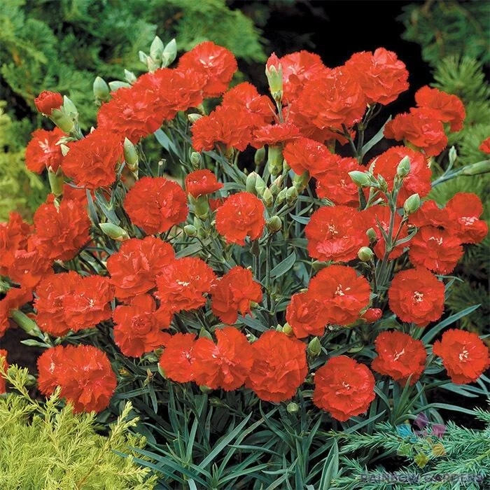 Can-Can Scarlet Carnation Seeds - 200+ Pack for Garden Planting - Dianthus caryophyllus - USA Grown, Free Shipping