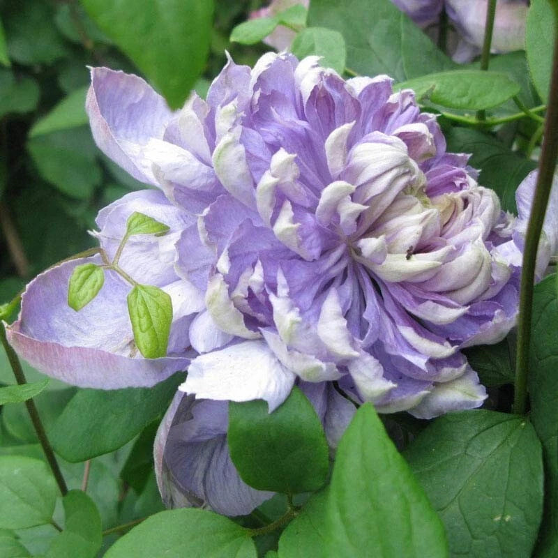25 Blue Lights Pink Clematis Seeds | Climbing Perennial | Clematis spp. | USA