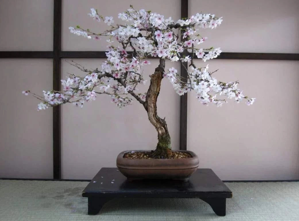 Bonsai Black Cherry Tree Seeds - 20 Seeds - Prunus serotina - Fruit Bearing Bonsai Tree for Home Gardening