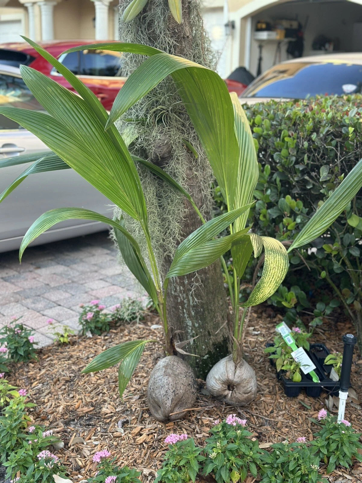 Sprouted Coconut Palm Tree Seed 4'-5' | Live Coco Plant | Cocos nucifera