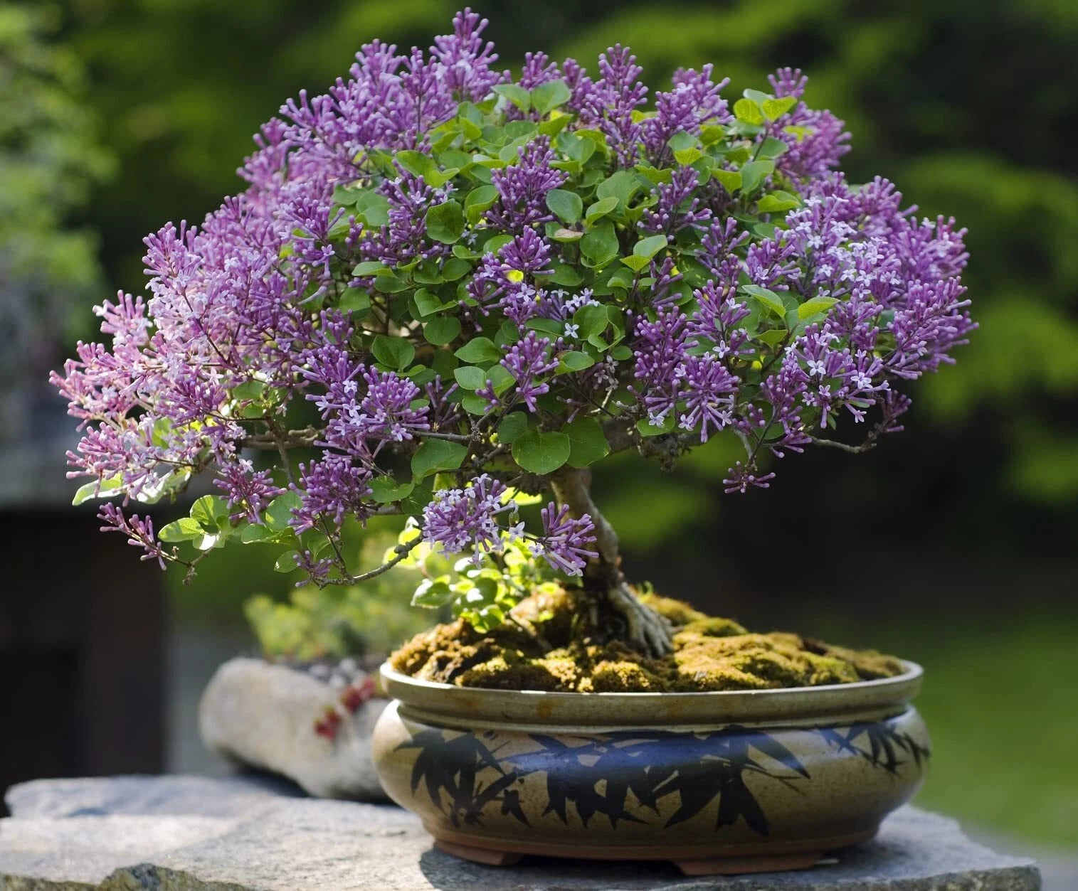 purple orchid bonsai tree Purple Lilac Bonsai Seeds - 30 Count - Stunning Purple Blooms