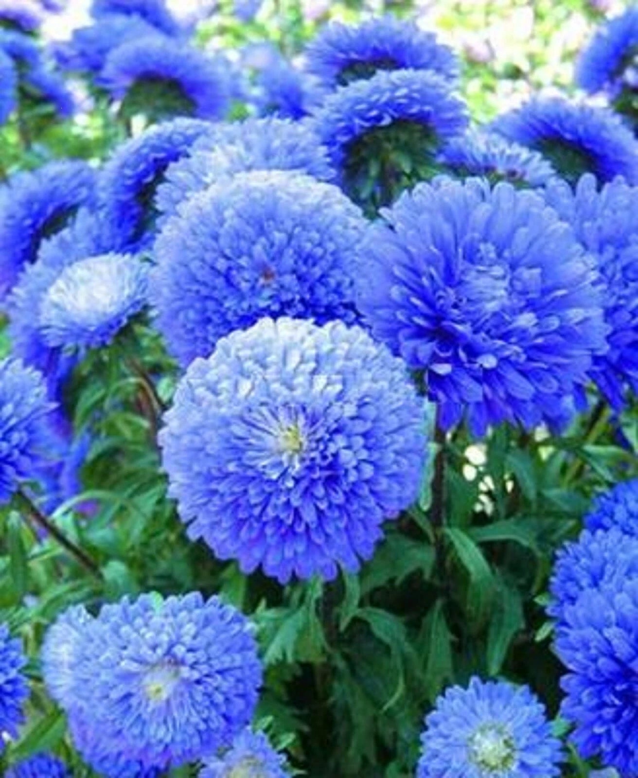 Blue Aster Flower Seeds - 50 Perennial Wildflower Seeds for Spring Bloom - Asteraceae