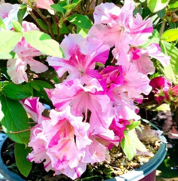Encore Autumn Twist Azalea Starter Plant - Deciduous Well-Rooted Variety -  Unique Colors