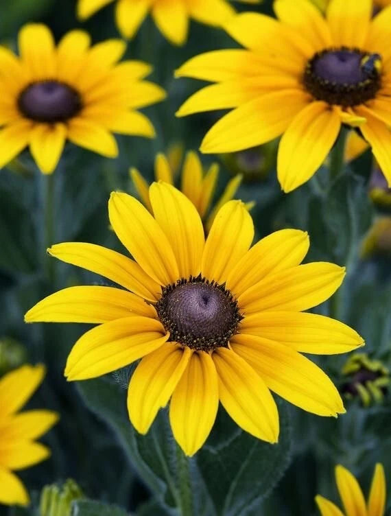 Black Eyed Susan Seeds - 100 Organic Rudbeckia Hirta Yellow Flower Seeds for Easy Gardening USA