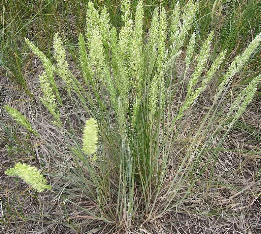 250 Seeds June Grass Perennial Ornamental Plant - Koeleria macrantha - GroCo USA - Buy 15 Ships Free