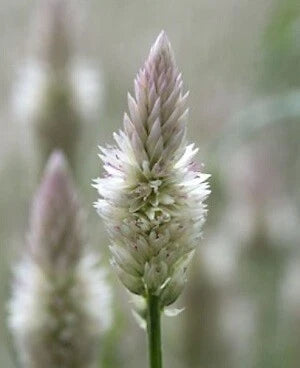 Celosia Seeds - 500 Count - Xantippe Variety - Bright Colorful Annual Flowers - Celosia argentea