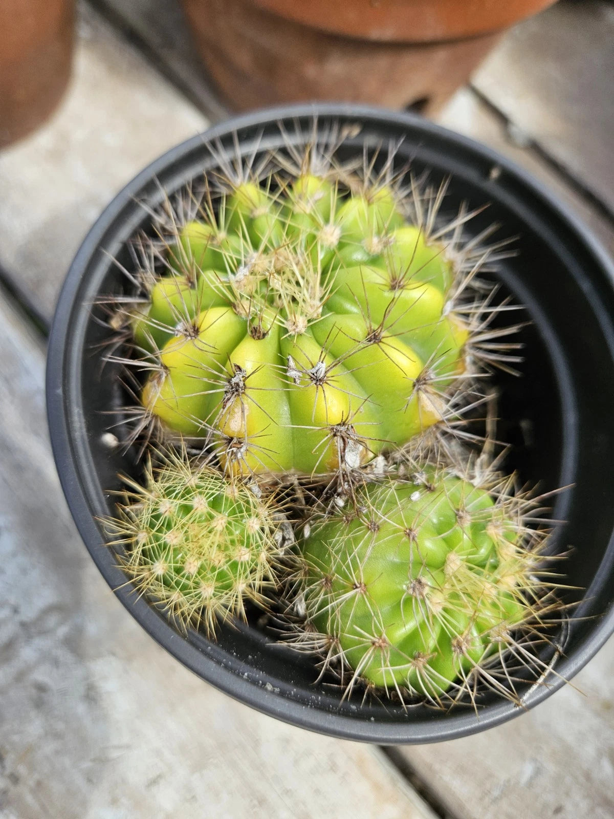 echinopsis kaktus Echinopsis Cactus Cluster with Pups - Bare Root Succulent Plant