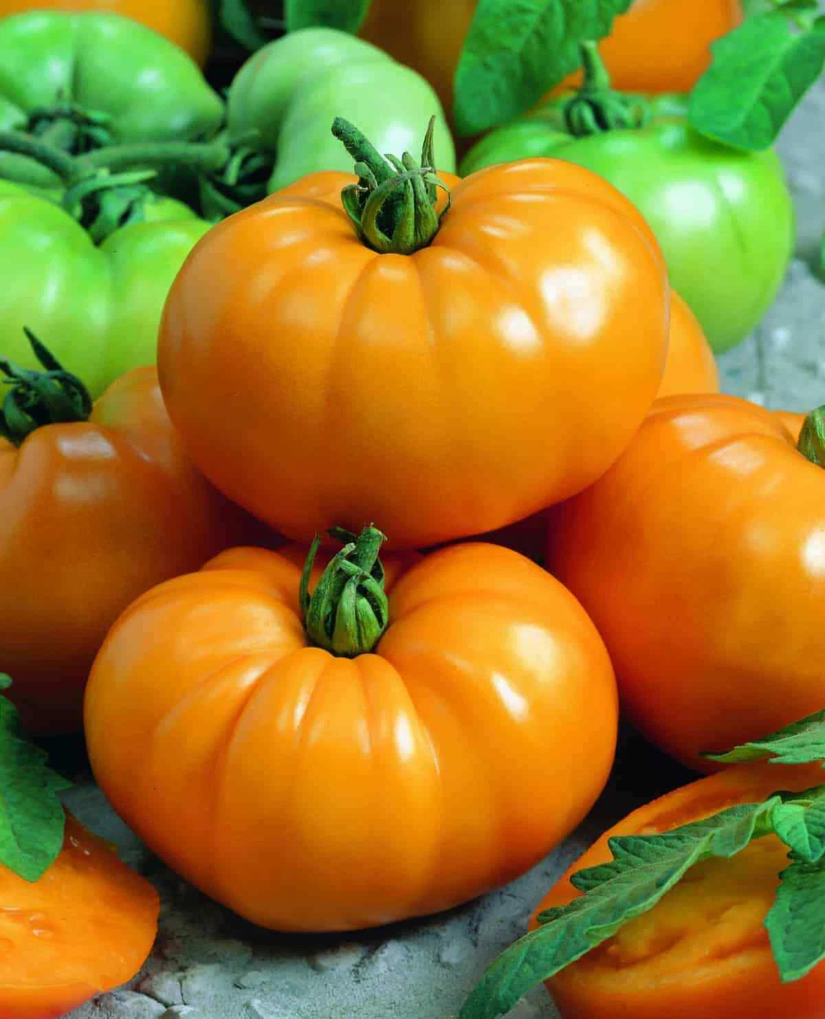 chef's garden seeds Tomato Slicer Seeds 1000 Count Chef's Choice Yellow (Solanum lycopersi – Jayme Garden