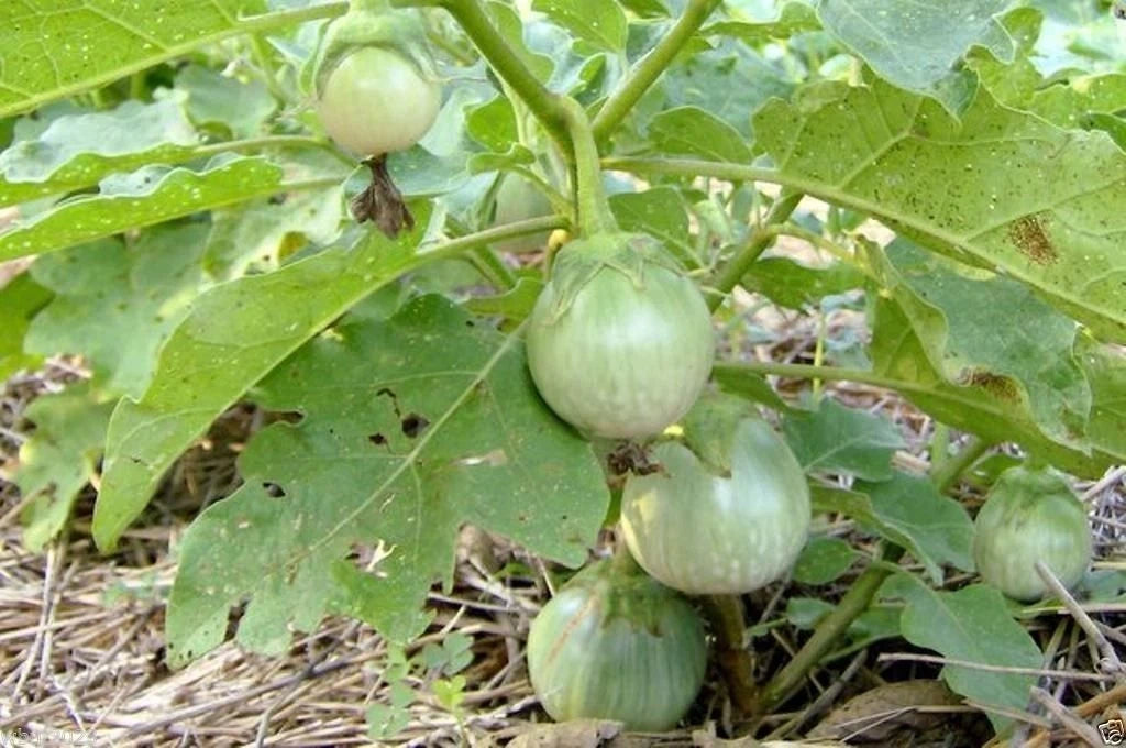 thai garden seeds Thai Eggplant Seeds 200 Heirloom Seeds 