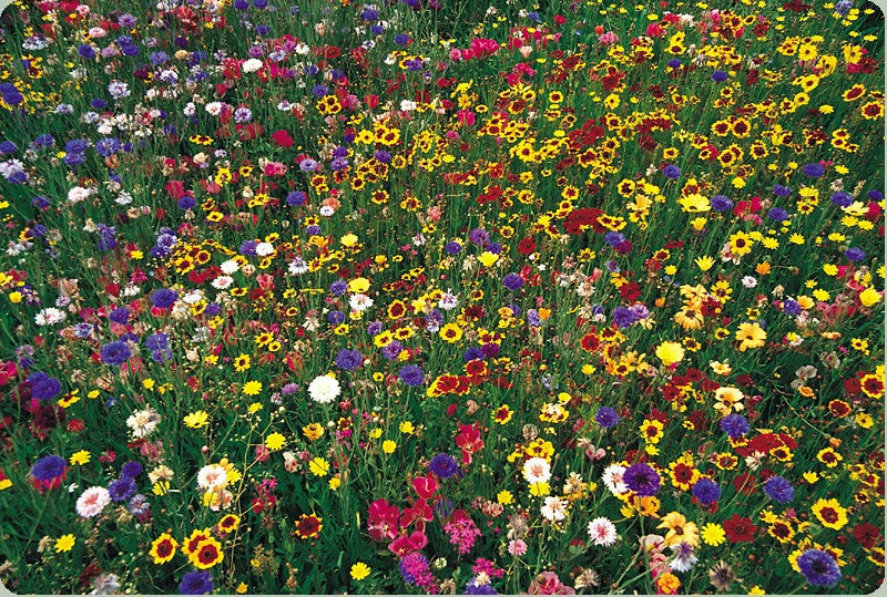 2000 Seeds Wildflower Mix - 100% Natural Wildflower Seed Blend - GroCo USA
