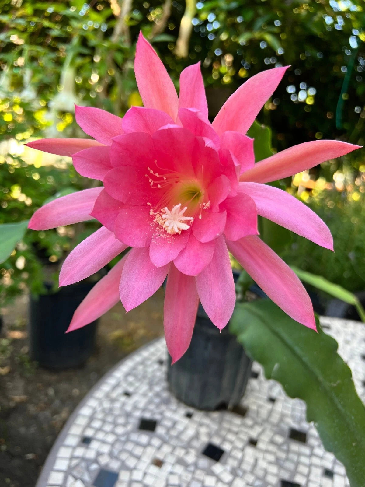 Live Orchid Cactus 8