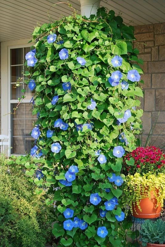 morning glory seeds heavenly blue Morning Glory Seeds 400+ Heavenly Blue Climbing Variety
