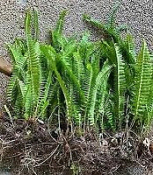Boston Ferns - 6 Bare Root Plants - Nephrolepis exaltata - Indoor/Outdoor Ferns - Free Shipping