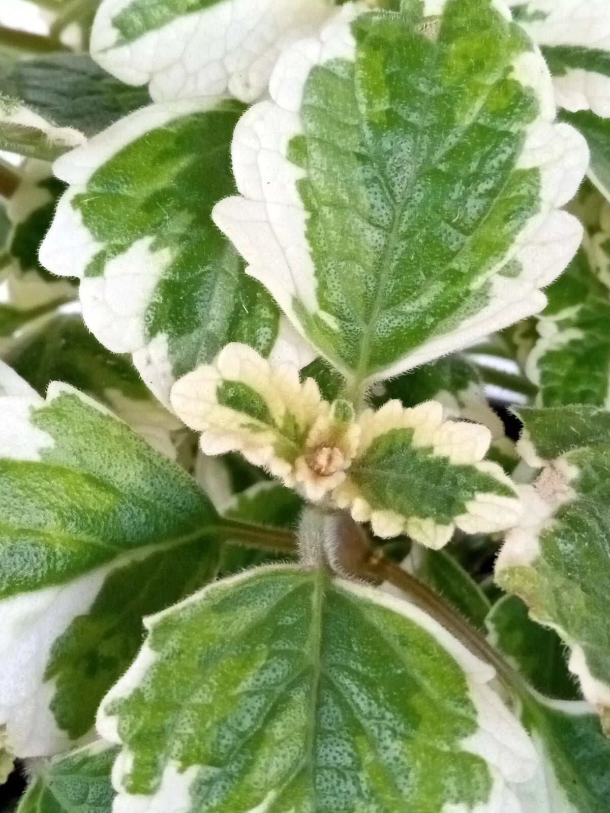 indoor swedish ivy plant Variegated Swedish Ivy Plant - Live Rooted Houseplant - Plectranthus Coleoides
