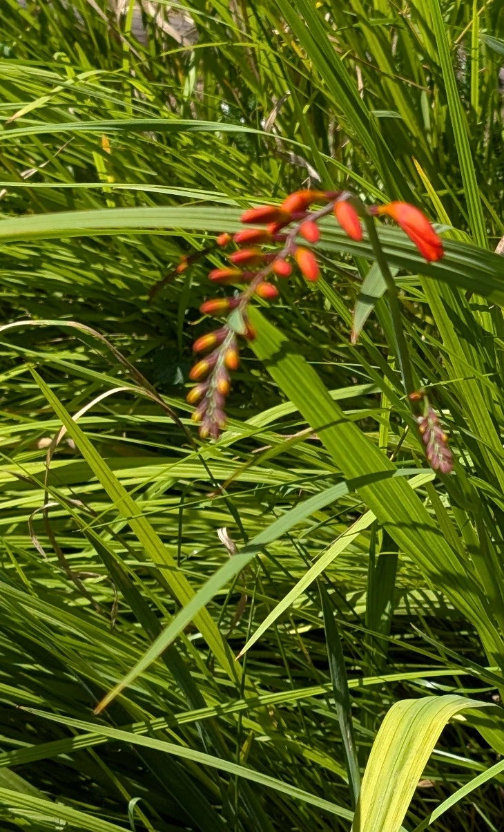15 Organic Crocosmia Lucifer Plants | Easy to Grow Perennial Bulbs | Crocosmia x crocosmiiflora