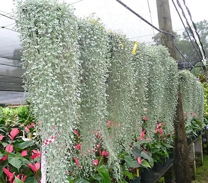 Silver Falls Dichondra Seeds - 10 Seeds - Weeping Plant