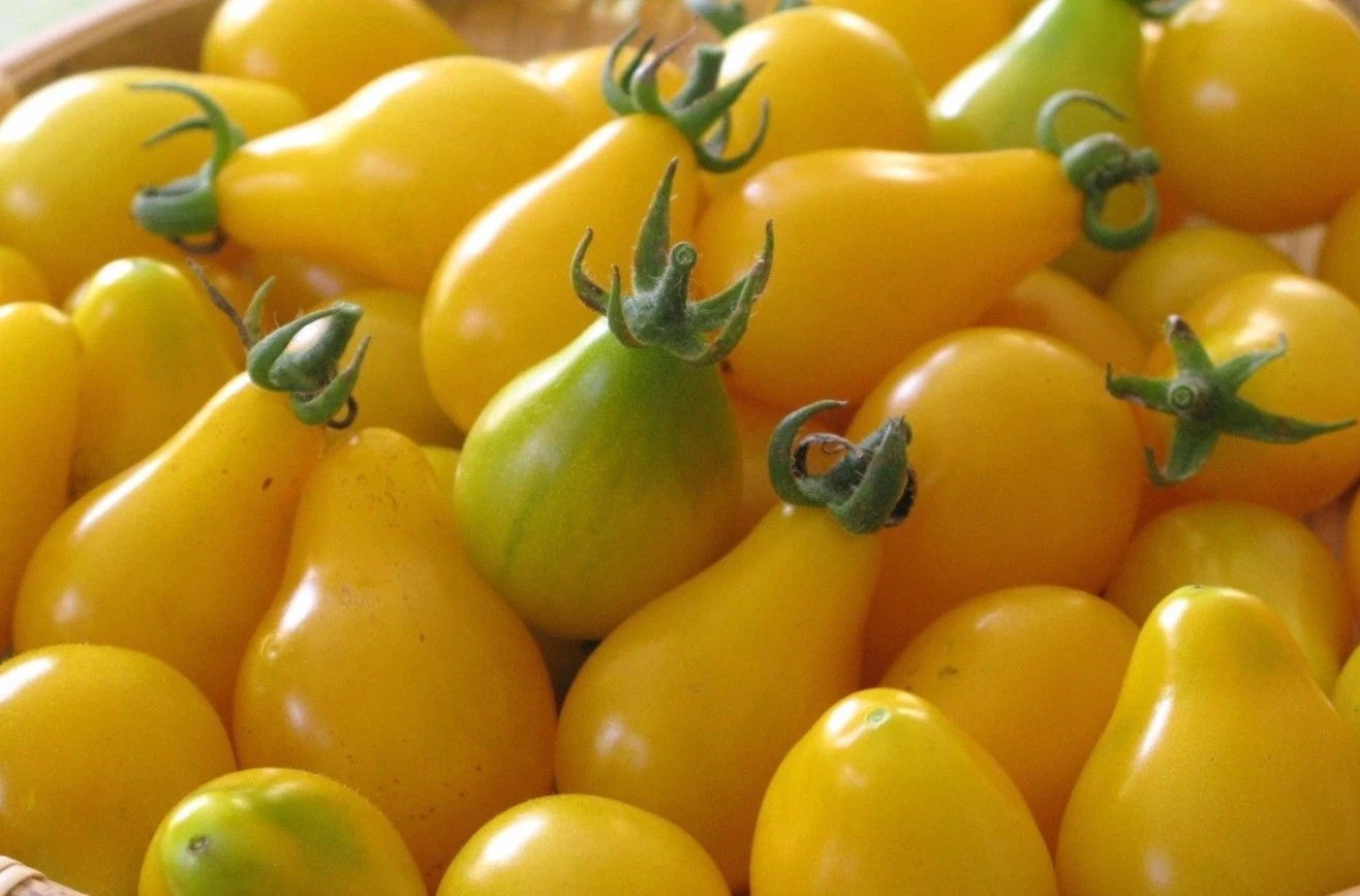 Yellow Pear Tomato Seeds - Rare Heirloom, NON-GMO, Sweet & Juicy, Heirloom Variety, Organic Gardening, Solanum lycopersicum