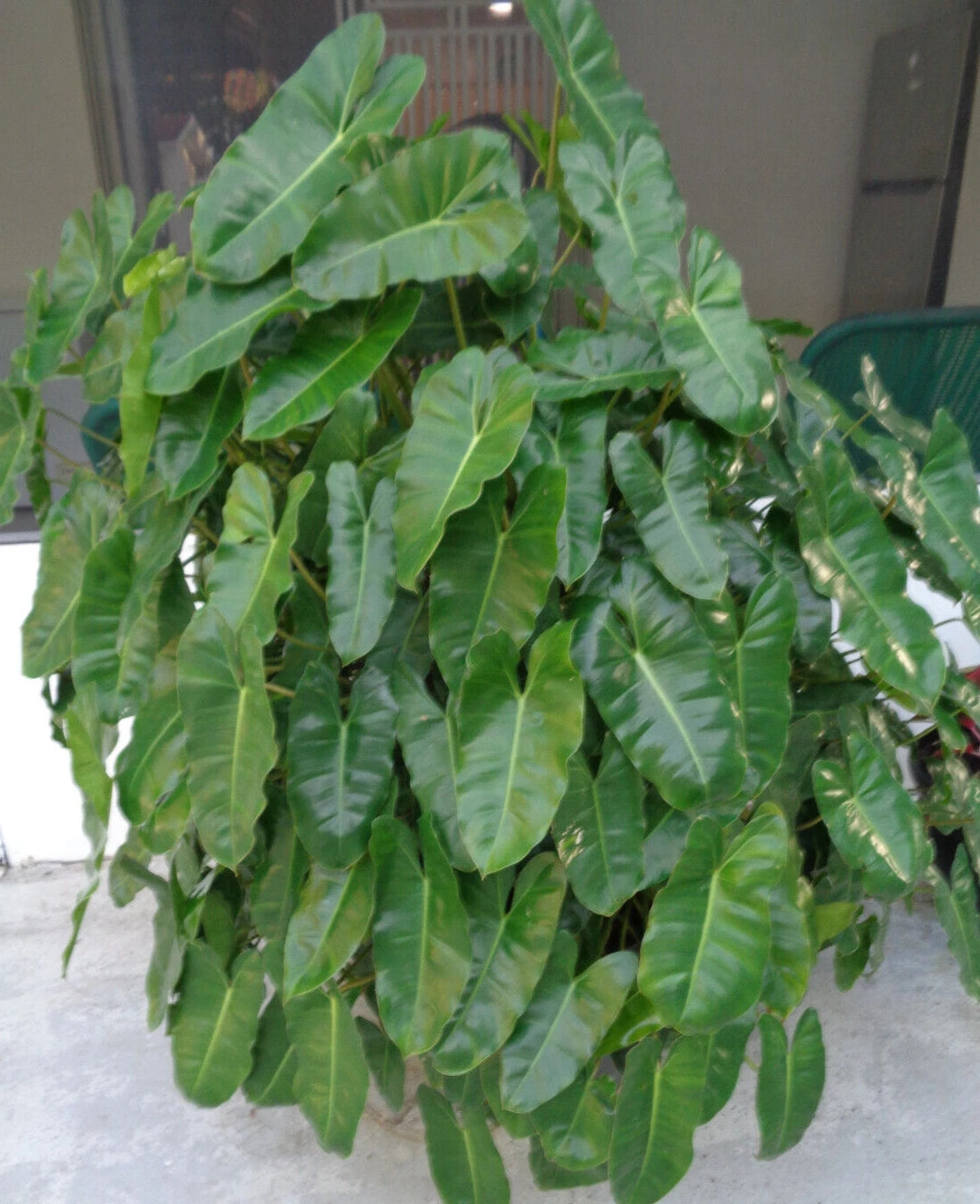 Burle Marx Philodendron Plant 10"-12" Well Rooted Indoor Outdoor Philodendron spp. Ships Bare Root