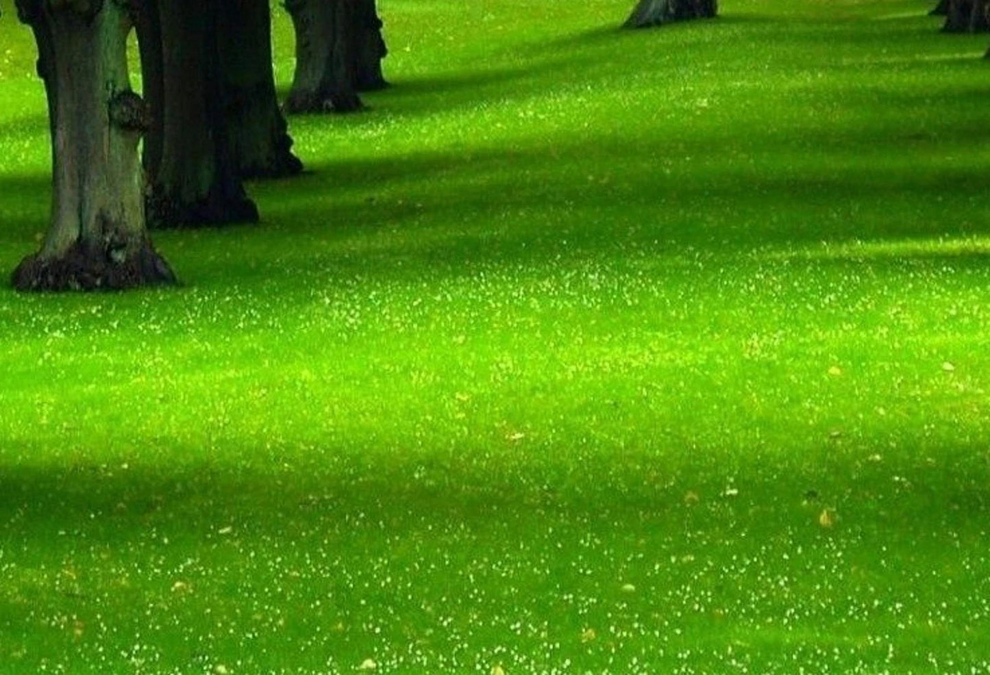 Carbon Neutral Imprint Kit - Eco-Friendly Carbon Offset Tool - EarthCare