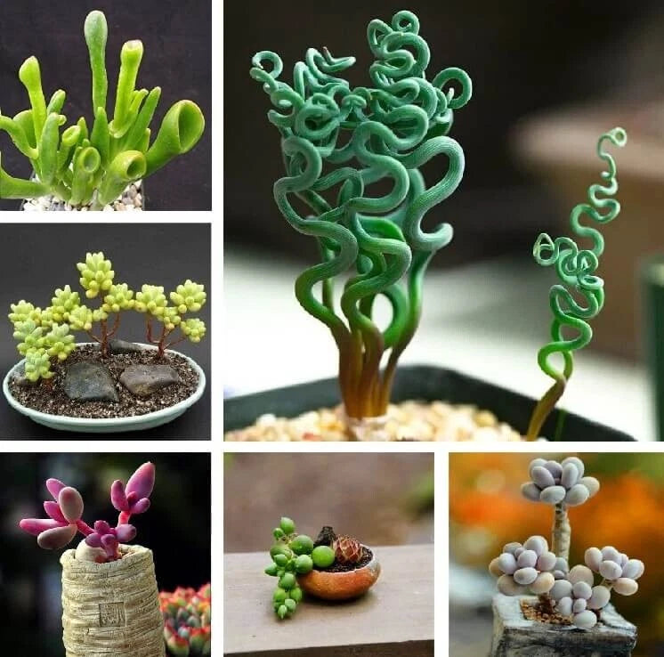 Mixed Succulent Plant Seeds - 100pcs Pack - Variety of Colors and Types