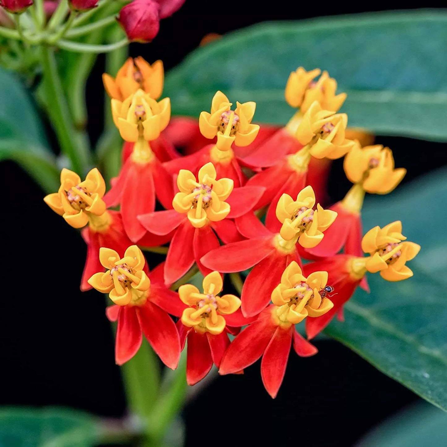 Blood Flower Milkweed Seeds - 25 Count - Food Host Plant for Monarch Butterflies - Asclepias curassavica