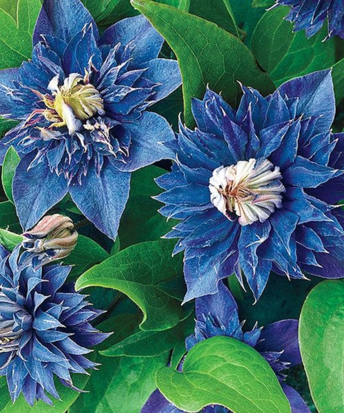25 Double Blue Clematis Seeds | Perennial Flower Seeds | Clematis viticella | US Seller