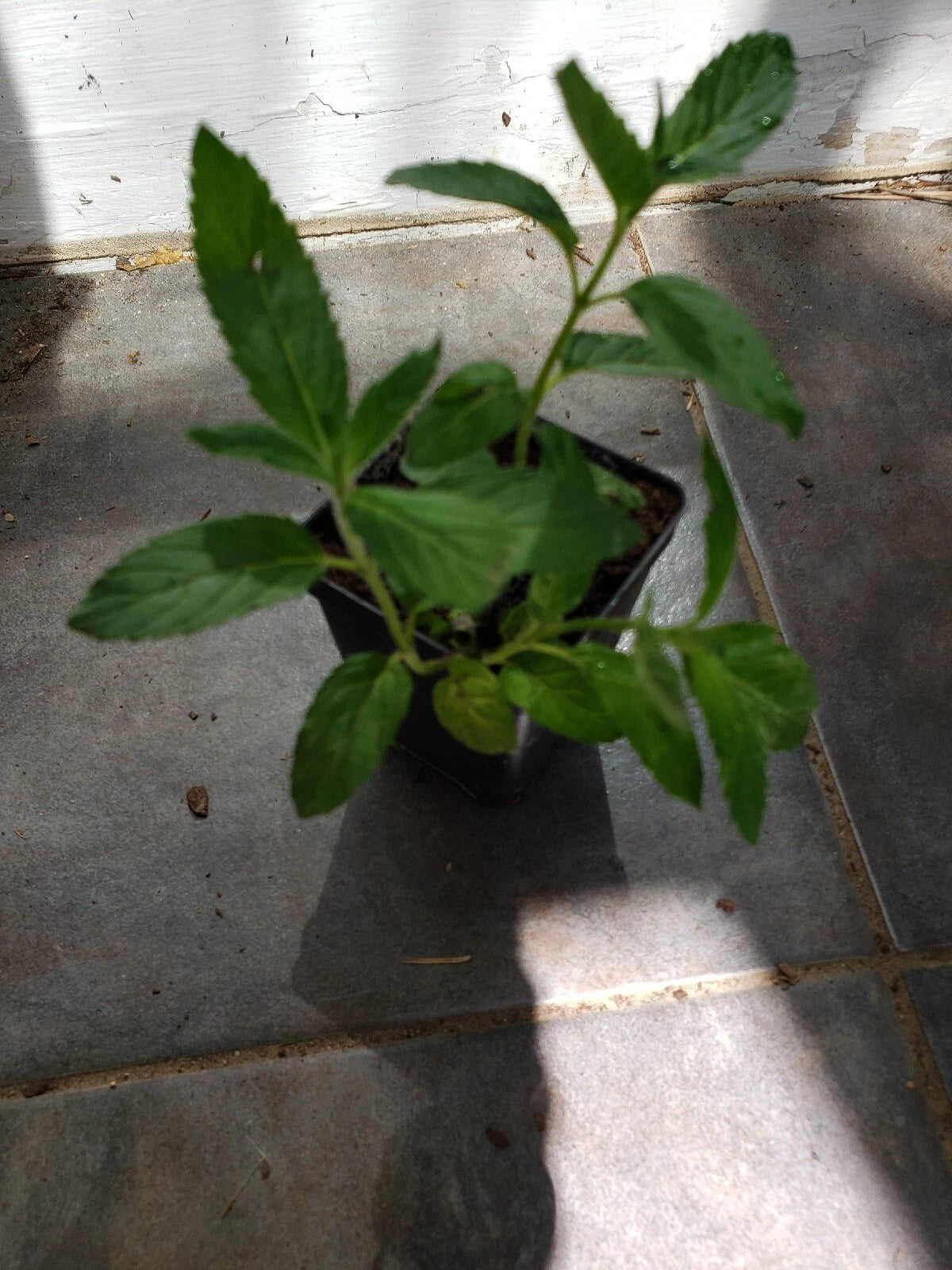 Potted Live Peppermint Plant - 4" Pot - Fresh Herb for Garnishing - Mentha × piperita