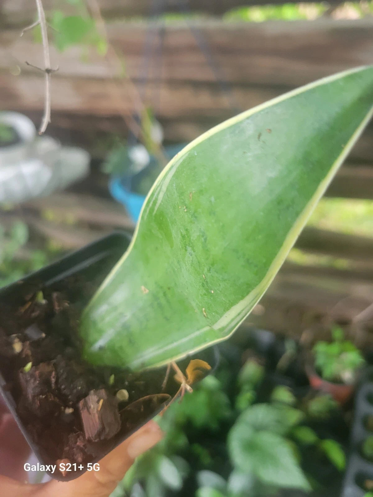 white owl snake plant Sansevieria Night Owl Plant - 6" Pot - Variegated Snake Plant