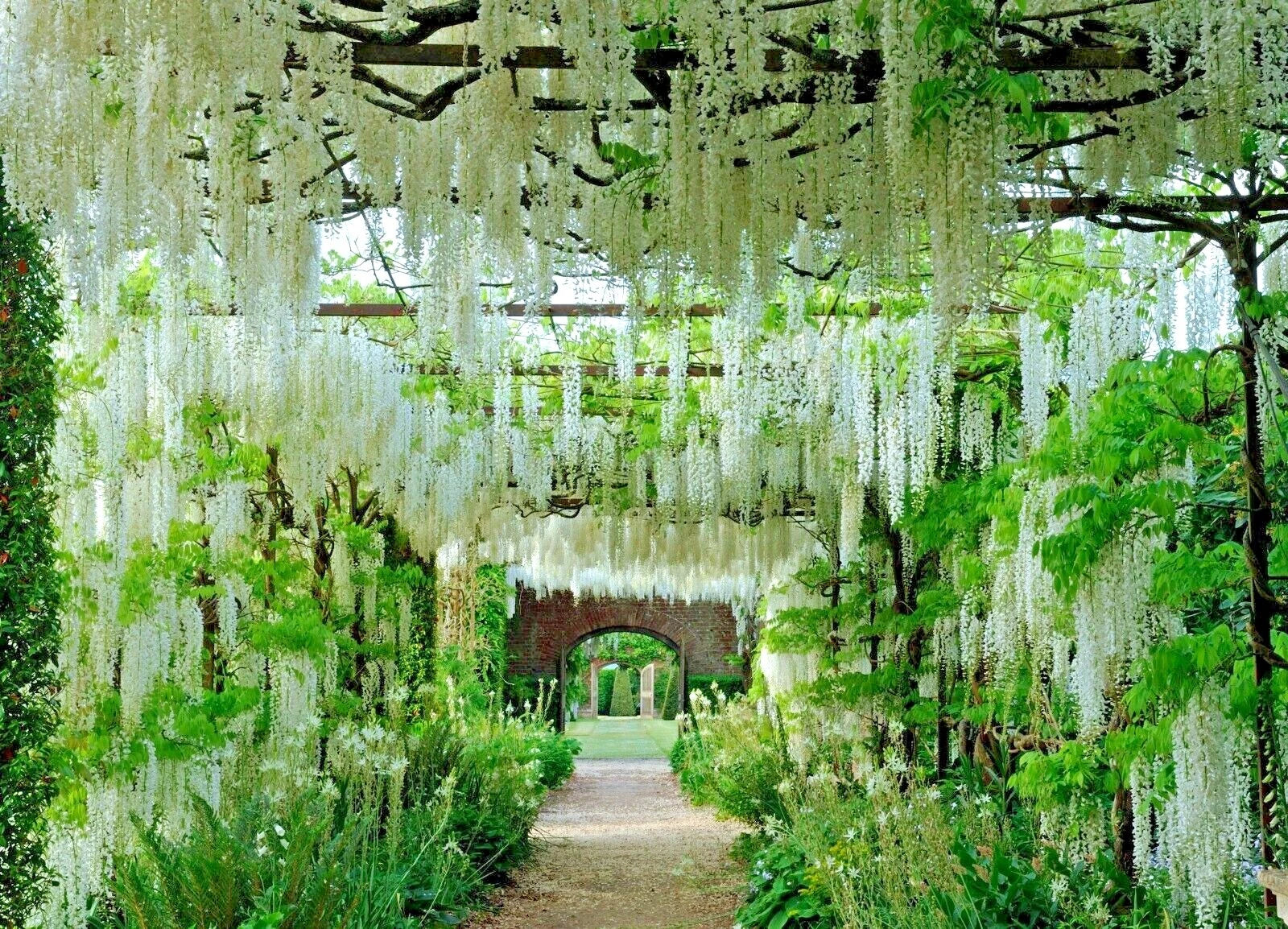 White Wisteria Seeds - Rare Climbing Flowering Vine - Wisteria floribunda ' Alba'