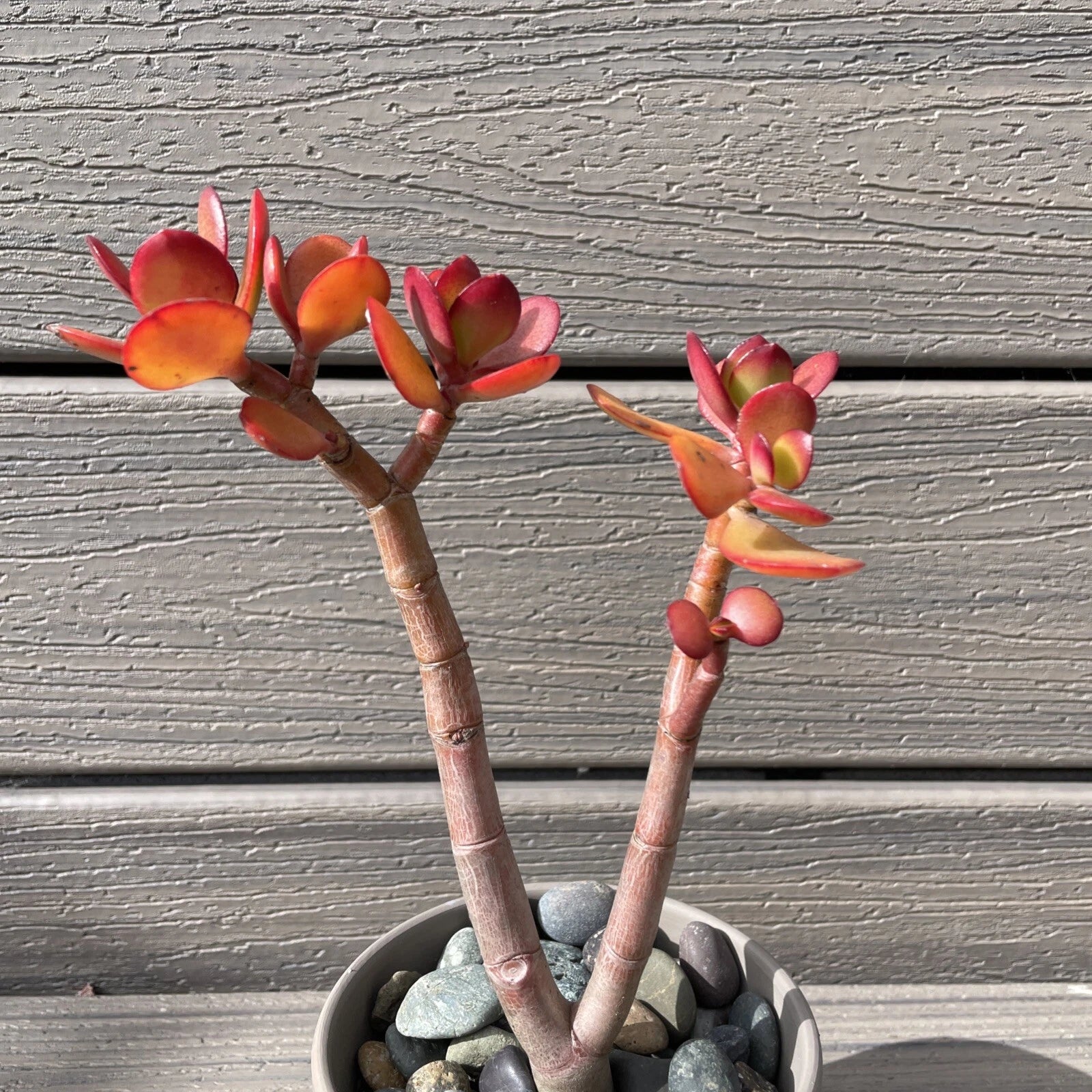 red akai jade plant RARE RED AKAI Jade Succulent 7-8” Bare Rooted Crassula Ovata Bonsai Tr –  Jayme Garden