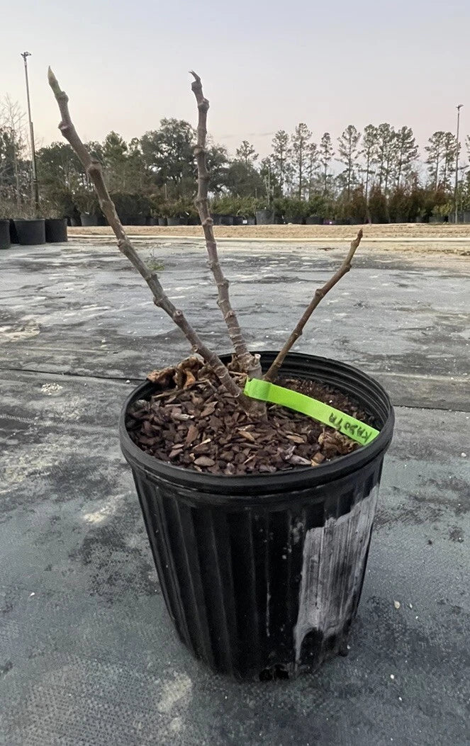 Alma Fig Tree Live Plant in 1 Gal Pot - Ficus carica - Fresh Edible Fruit, Green Leaves, Indoor/Outdoor Garden