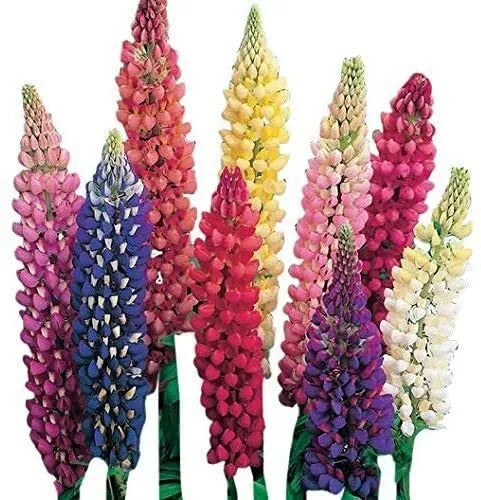 300 Giant Lupine Seeds - Exotic Flower Variety - Lupinus polyphyllus - Colorful Garden Plants