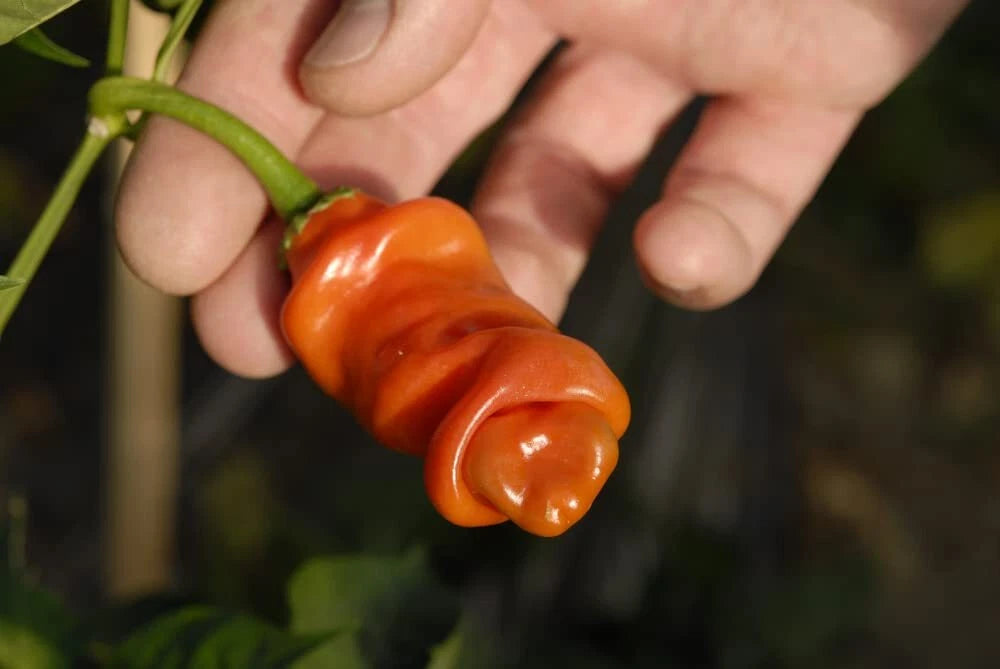 Peter Pepper Seeds (30 Seeds) - Easy to Grow, Exotic Variety, Capsicum annuum