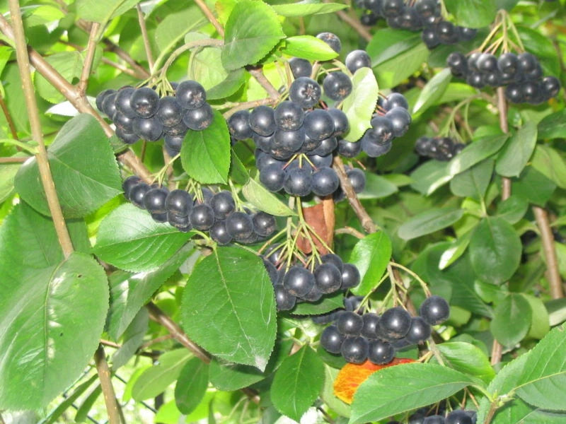 Black Chokeberry Seeds, 30 Count, Aronia melanocarpa, Native Fruit Plant Seeds for Garden and Landscaping