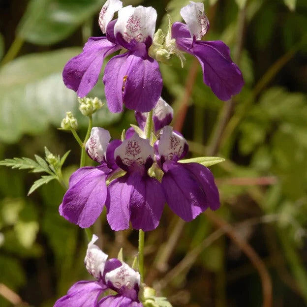 unique garden seeds Collinsia heterophylla Flower Seeds, Chinese Houses, Unique Flower Shape, Perennial Garden Seeds – Jayme Garden