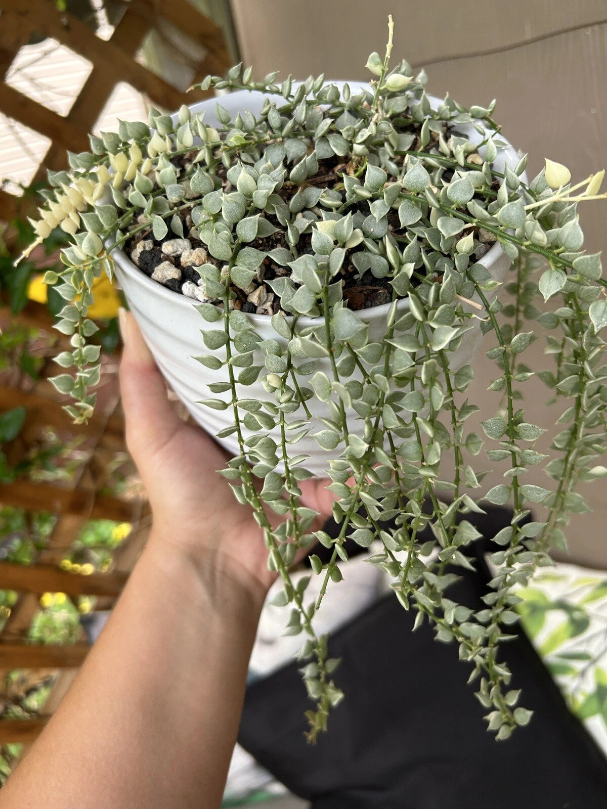 dischidia ruscifolia variegata Variegated Dischidia Ruscifolia | Rare Million Hearts Plant | Indoor  Houseplant