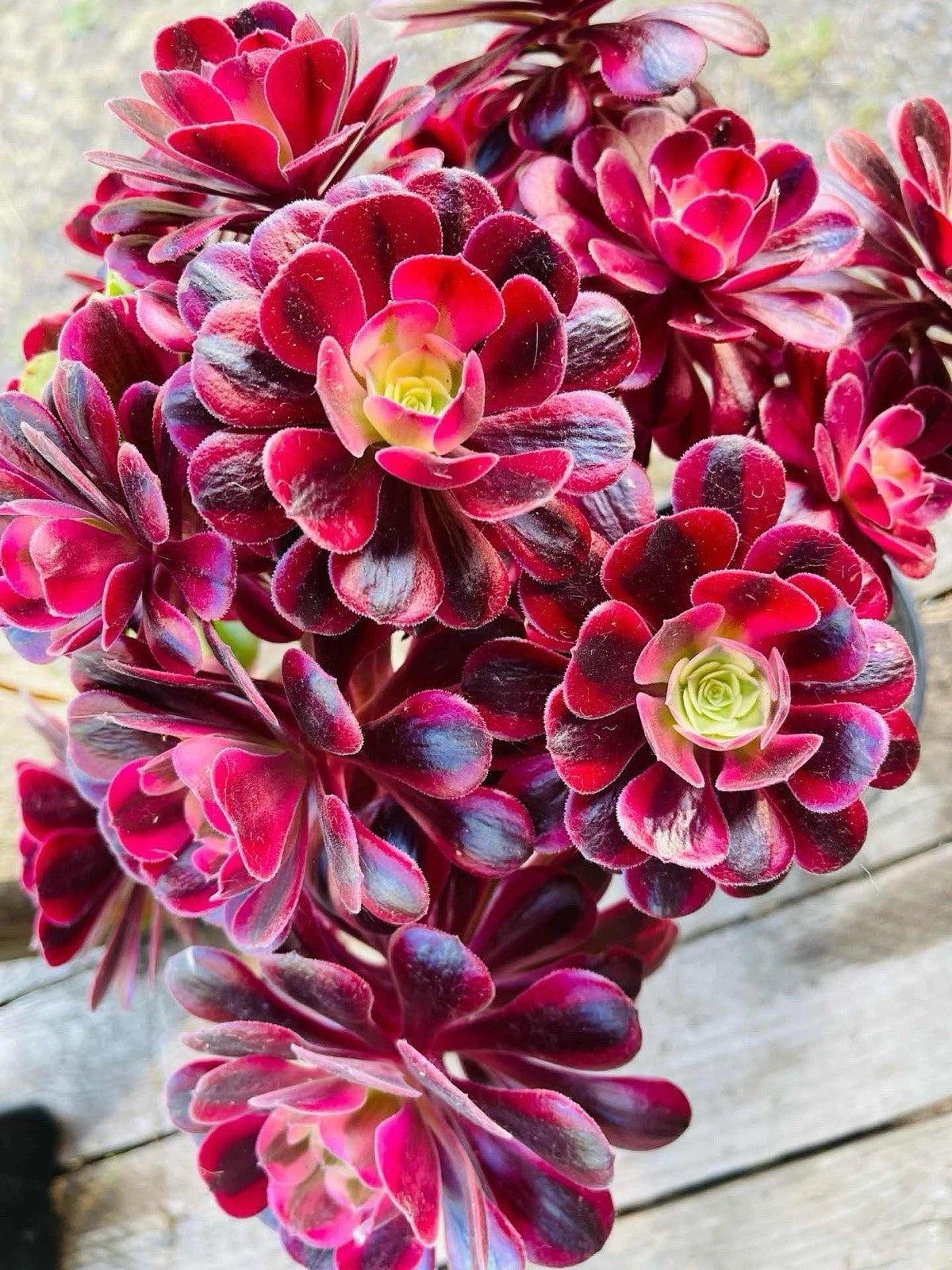 variegated succulent with red flower Rare Aeonium Medusa Cutting 5.5"-6" Variegated Succulent Plant, Unique – Jayme Garden