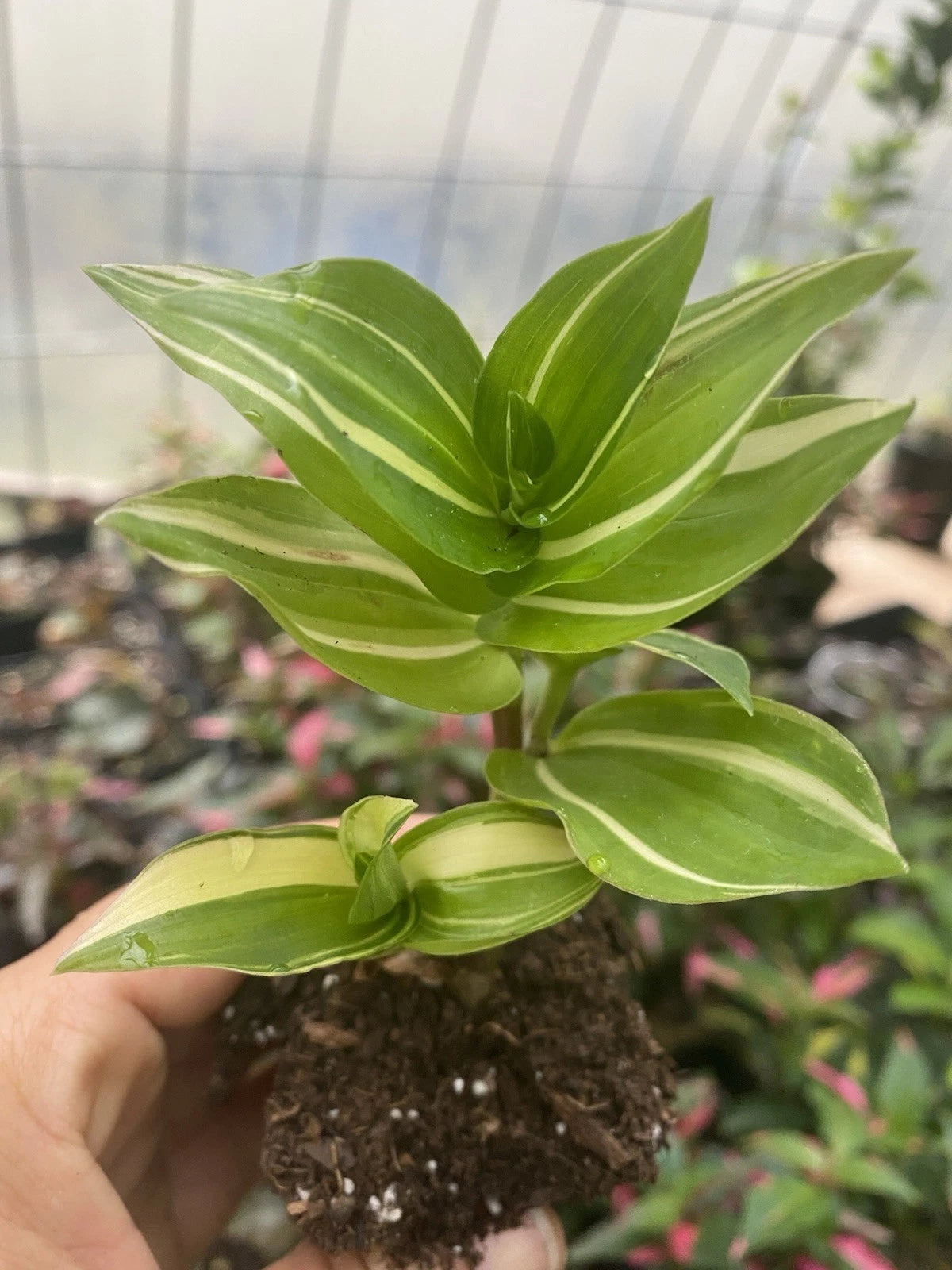 house plant wandering jew Rooted Cutting Tradescantia Fluminensis Live Houseplant
