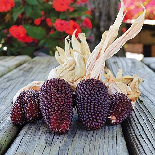 Strawberry Popcorn Seeds - 25+ Seeds - Heirloom Variety