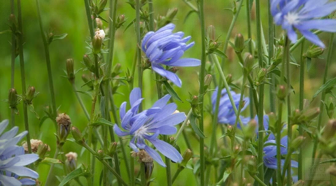 Chicory Seeds 1 Ounce Italian Dandelion NON-GMO Deer Plot Coffee Weed Cichorium intybus