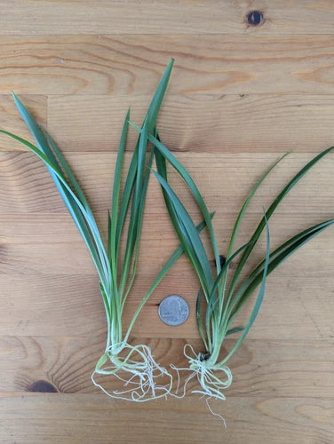 5 Live Green Spider Plant Cuttings - Non-Variegated Rooted Pups -  Chlorophytum comosum