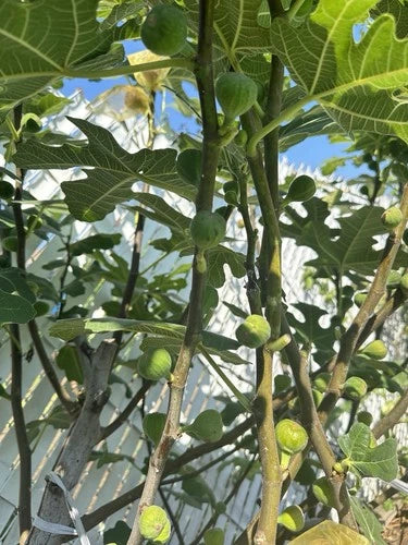 Battaglia Green Fig Tree Cuttings - 5 Fresh Organic Cuttings for Rooting - Ficus carica