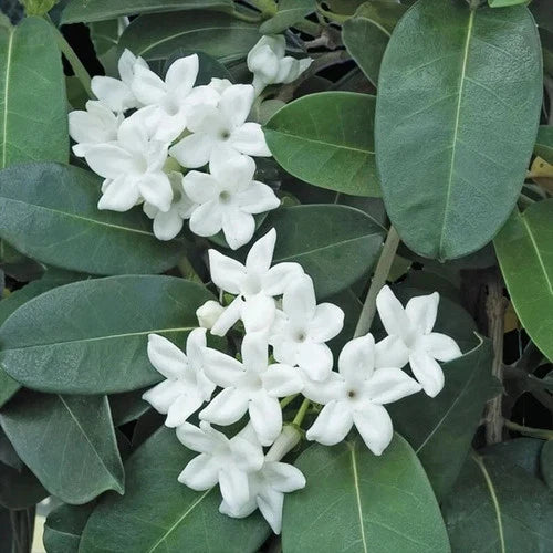 Madagascar Jasmine Starter Plant - Small Rooted Green Leaf Stephanotis - Fragrant Indoor Flowering Plant (Stephanotis floribunda)