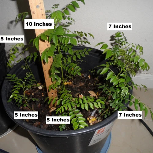 Curry Leaf Plant - 4