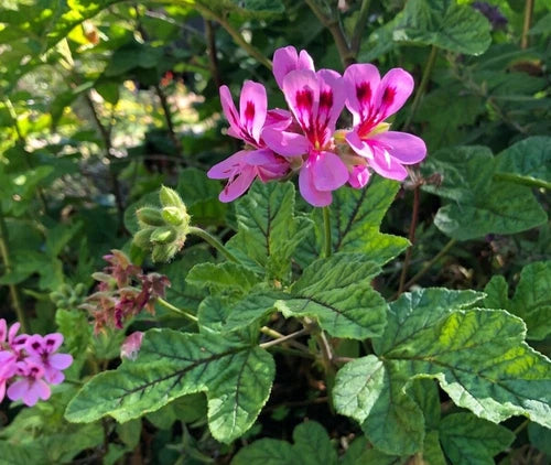 Lavender Pink Pepper Scented Pelargonium Geranium 5" Live Plant Cuttings - Hardy Exotic Orchid-Like Blooms
