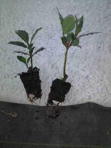 Bay Leaf Tree Plant - 2-4 Inches - Healthy Bay Laurel - Laurus nobilis - Pesticide-Free, Grown in Florida