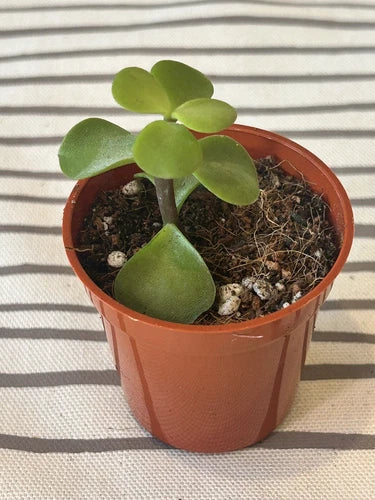 jade plant outdoor or indoor Rooted Jade Plant Succulent - Money Plant - Green - Crassula ovata - Live Plant for Indoor/Outdoor